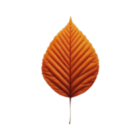 A Leaf Of Autumn Leaves Has An Orange Color on transparent background png