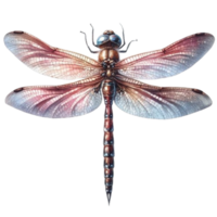 A drawing of a dragonfly with a picture of a dragonfly on it png