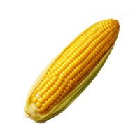 Ear of Corn with Husk on Isolated Transparent Background png