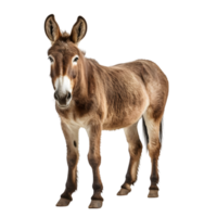 Donkey on transparent background png