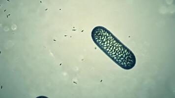Close up Cloning Bacteria Seamless Loop video