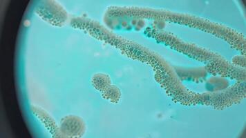 Close up Cloning Bacteria Seamless Loop video