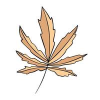 Iillustration of an autumn leaf on a white background. vector