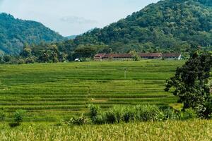A large rice field area with a backdrop of hills on a sunny day. green rice field area in a beautiful and calm village with a blue sky in the background, so beautiful and peaceful photo