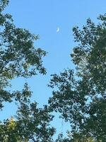 Moon above the Maples photo