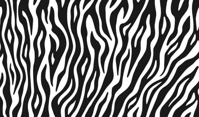Zebra skin, stripes pattern. Animal print, black and white detailed and realistic texture. Monochrome seamless background