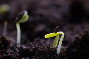 Macro view of germinating seeds on dark soil photo