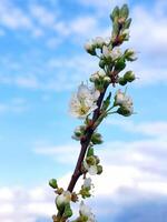 sping blooming plum branch with white flowers on a blue sky and white clouds photo