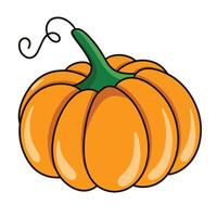 pumpkin is isolated on the white background vector