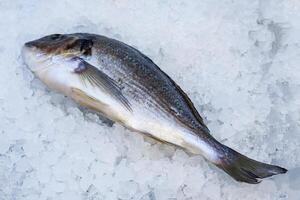 Close up view of a frozen fish on the counter photo