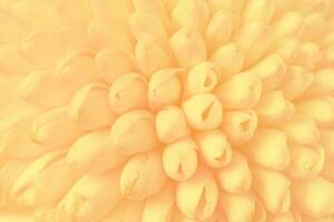 Abstract view on a light yellow Chrysanthemum flower as background, texture photo