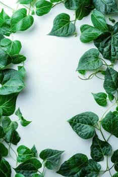 Green vine leaves forming a frame on white background with copy space photo