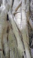 Vertical brown tree trunk grunge natural root background photo