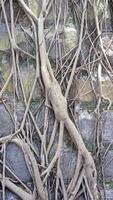 Vertical brown tree trunk grunge natural root background photo