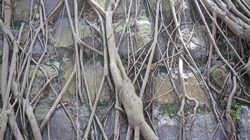 Brown tree trunk grunge natural root background photo