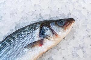 Close up view of a frozen fish on the counter photo