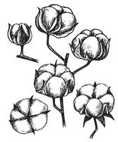 set of cotton branches. cotton bolls, sketch style, vintage vector