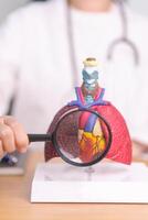 Doctor with Cardiovascular and Respiratory anatomy with magnifying glass. Lung Cancer, Asthma, Chronic Obstructive Pulmonary or COPD, Bronchitis, Emphysema, Cystic Fibrosis, Bronchiectasis, Pneumonia photo