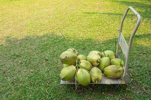 Group of green coconuts on folding utility cart. Space for text. Healthy fruits concept photo