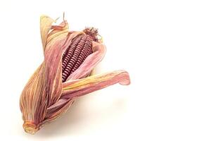 Purple corn or Siam ruby queen isolated on a white background with clipping path photo