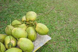 Group of green coconuts on folding utility cart. Space for text. Healthy fruits concept photo