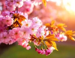 Horizontal banner with sakura flowers of pink color on sunny backdrop. photo