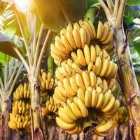 Ripe, yellowing bananas are hung in bunches in banana plantations. photo
