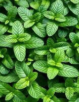 Mint leaves background. Green Peppermint leaves Pattern layout design Top of view. photo