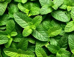 Mint leaves background. Green Peppermint leaves Pattern layout design Top of view. photo