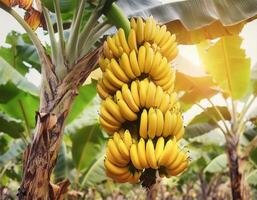 Ripe, yellowing bananas are hung in bunches in banana plantations. photo