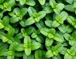 Mint leaves background. Green Peppermint leaves Pattern layout design Top of view. photo