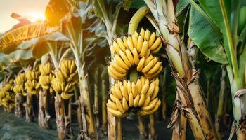 Ripe, yellowing bananas are hung in bunches in banana plantations. photo