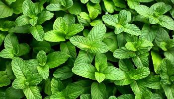 Mint leaves background. Green Peppermint leaves Pattern layout design Top of view. photo