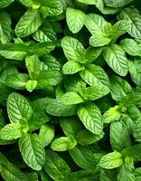 Mint leaves background. Green Peppermint leaves Pattern layout design Top of view. photo