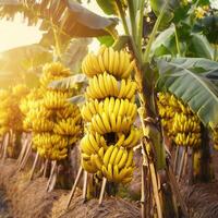 Ripe, yellowing bananas are hung in bunches in banana plantations. photo