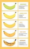 Banana ripeness chart. Stages of banana fruit ripeness with infographic. From green underripe banana to overripe banana with brown spots. illustration vector