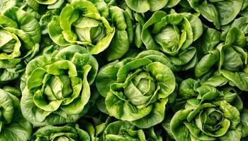Organic lettuce. In full frame capture. isolated on white background. photo