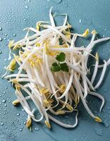 Creative food concept. Fresh a pile of Bean Sprouts against a white background photo