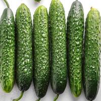 Fresh a pile of Fresh organic cucumber against a white background photo