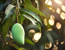 Sweet green mango fruit still hanging on the tree photo