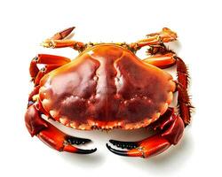 seafood concept. Fresh Big crab photo