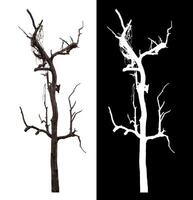 Dead tree isolated on white background with clipping path and alpha channel on black background. photo