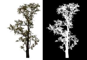 Single tree isolated on white background with clipping path and alpha channel on black background. photo