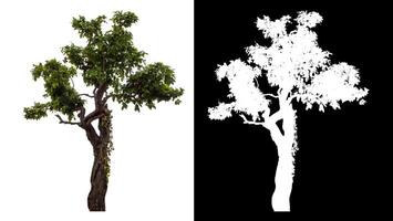 Single green tree isolated on white background with clipping path and alpha channel on black background. photo