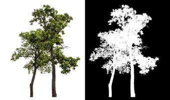 Single green tree isolated on white background with clipping path and alpha channel on black background. photo