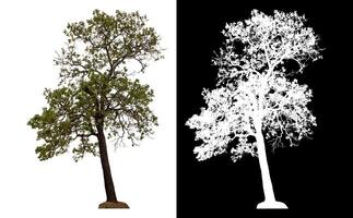 Single tree isolated on white background with clipping path and alpha channel on black background. photo