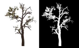 Single tree isolated on white background with clipping path and alpha channel on black background. photo