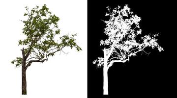 Single green tree isolated on white background with clipping path and alpha channel on black background. photo