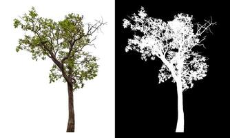 Single green tree isolated on white background with clipping path and alpha channel on black background. photo