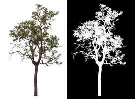 Single tree isolated on white background with clipping path and alpha channel on black background. photo
